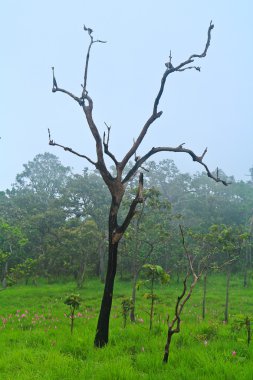 ormanda çiçek açan vahşi siam laleler