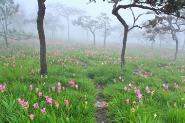 ormanda çiçek açan vahşi siam laleler
