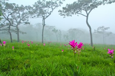 ormanda çiçek açan vahşi siam laleler