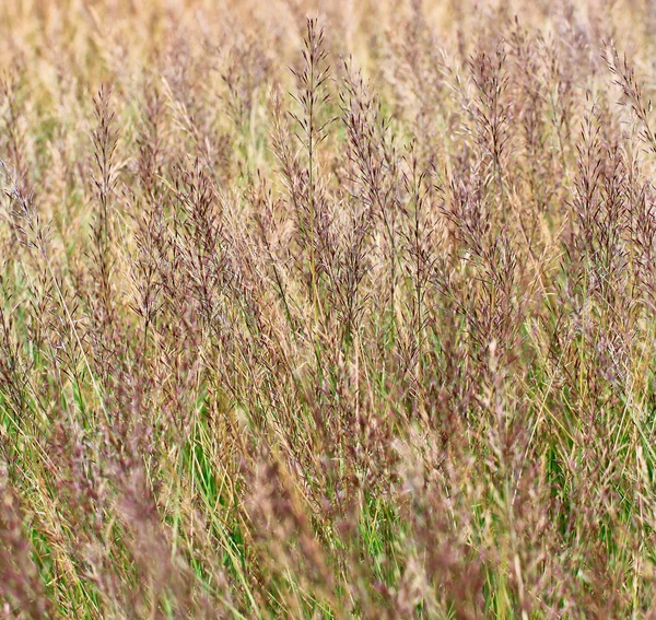 Grass — Stock Photo, Image