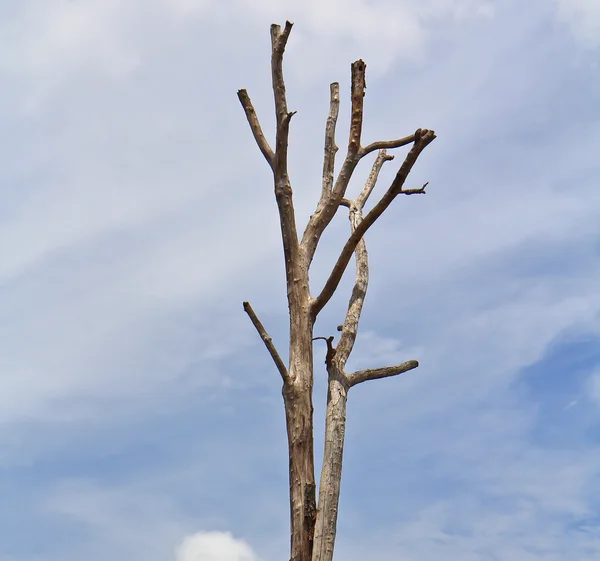 Albero morto — Foto Stock