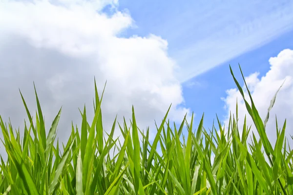 Green grass — Stock Photo, Image