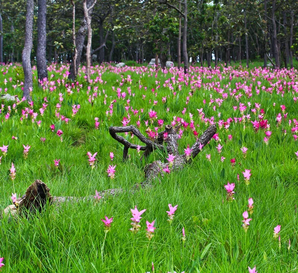 Dzikie kwiaty tulipany siam — Zdjęcie stockowe