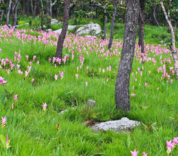 Dzikie kwiaty tulipany siam — Zdjęcie stockowe