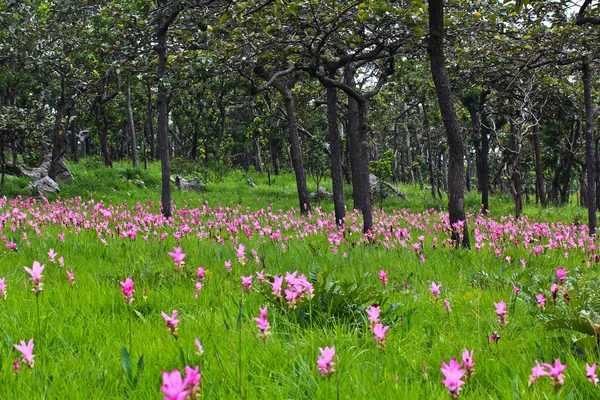 Dzikie kwiaty tulipany siam — Zdjęcie stockowe