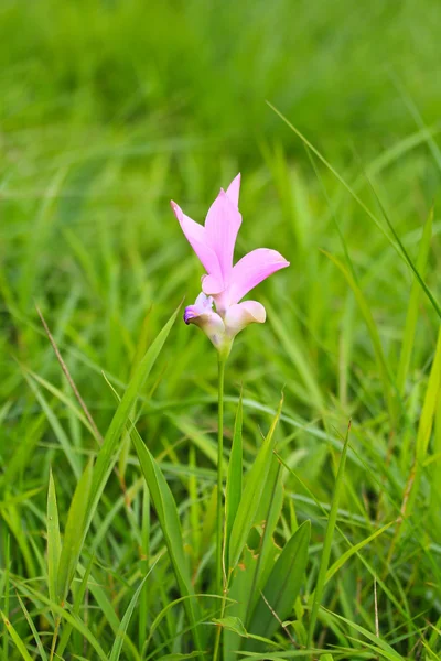 Wild flowers siam tulips — Stock Photo, Image