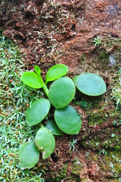Moss orquídea — Foto de Stock