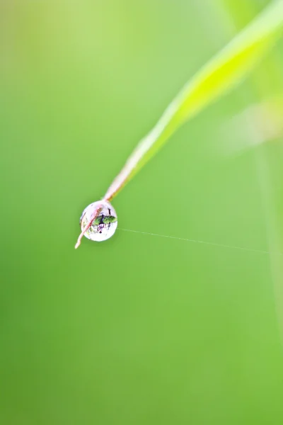 草の上の水ドロップ — ストック写真