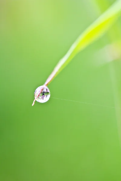 Goccia d'acqua sull'erba — Foto Stock