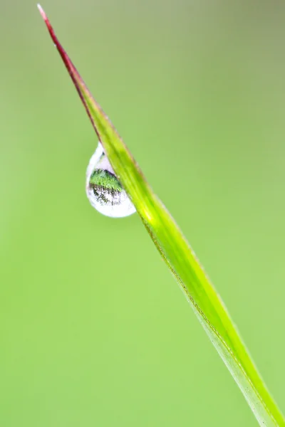 Gota de agua sobre hierba — Foto de Stock
