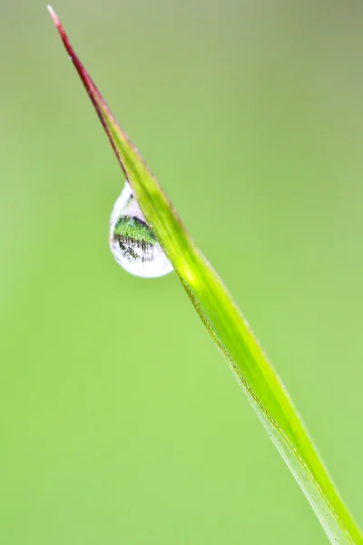 水放在草地上 — 图库照片