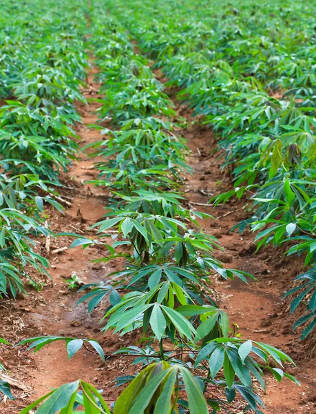 Cassava — Stock Photo, Image