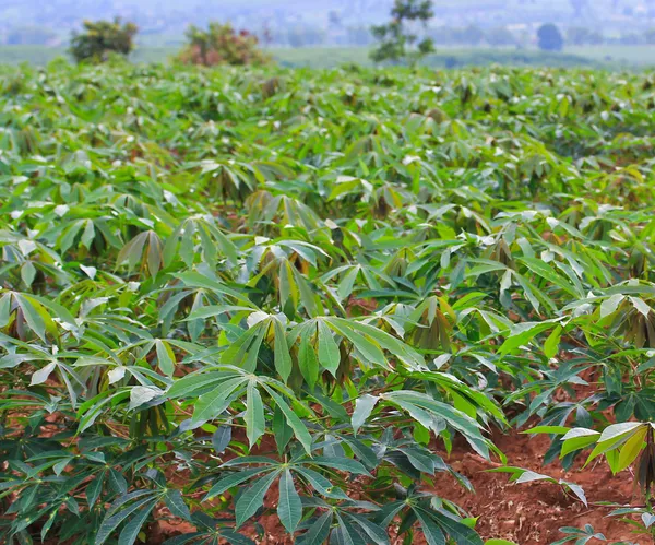 Cassava — Stock Photo, Image