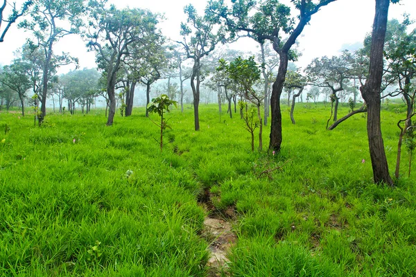 Bosque lluvioso — Foto de Stock