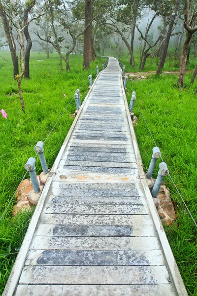 Parkta yürüyüş. — Stok fotoğraf