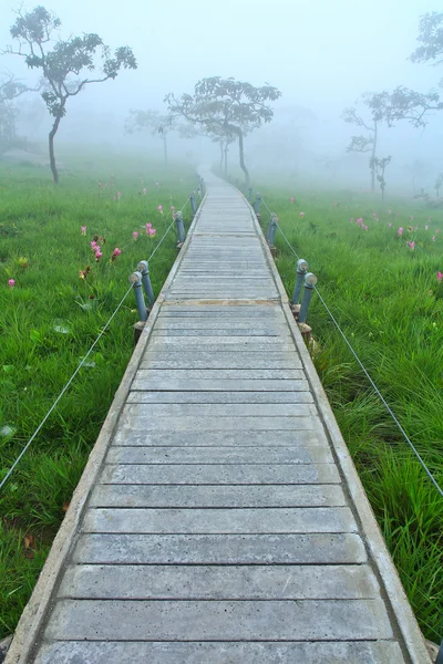 Een wandeling in het park — Stockfoto