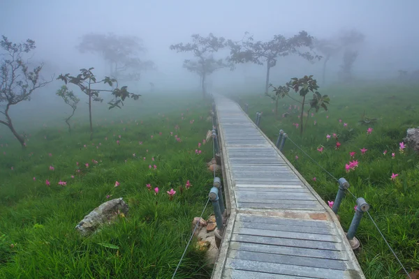 Un paseo por el parque — Foto de Stock