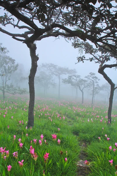Wild siam tulips blooming in the jungle — Stock Photo, Image