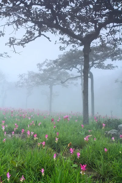 Ormanda çiçek açan vahşi siam laleler — Stok fotoğraf