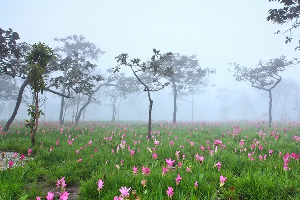 Tulipanes siam silvestres floreciendo en la selva — Foto de Stock