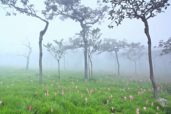 Tulipanes siam silvestres floreciendo en la selva — Foto de Stock