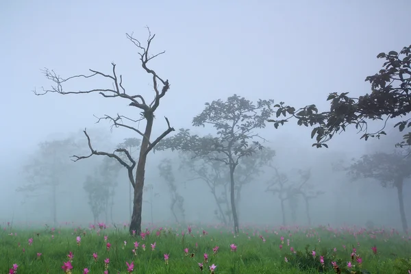 Tulipanes siam silvestres floreciendo en la selva — Foto de Stock