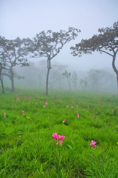 Tulipanes siam silvestres floreciendo en la selva — Foto de Stock