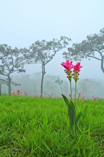 Divoký siam tulipány kvetoucí v džungli — Stock fotografie