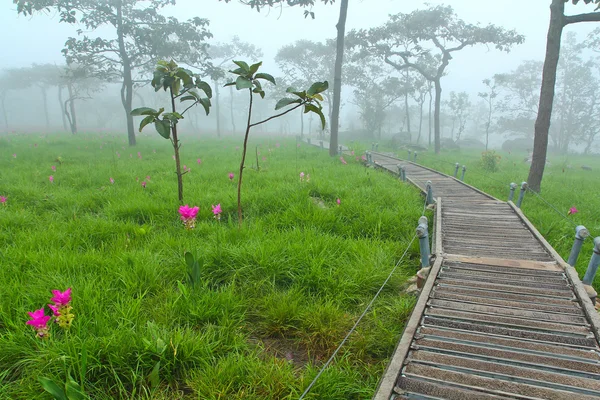 Un paseo por el parque — Foto de Stock