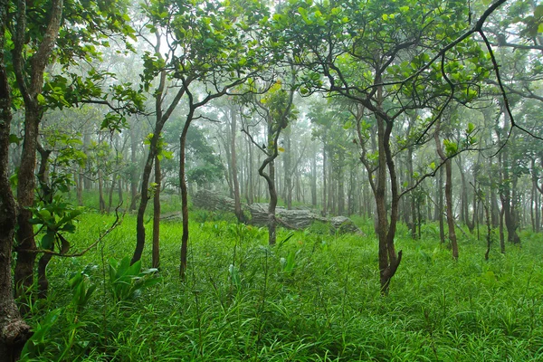 Regnskog — Stockfoto