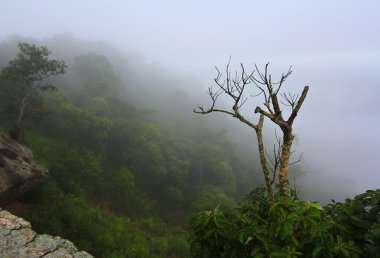 Ulusal Park
