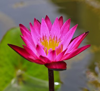güzel, lotus