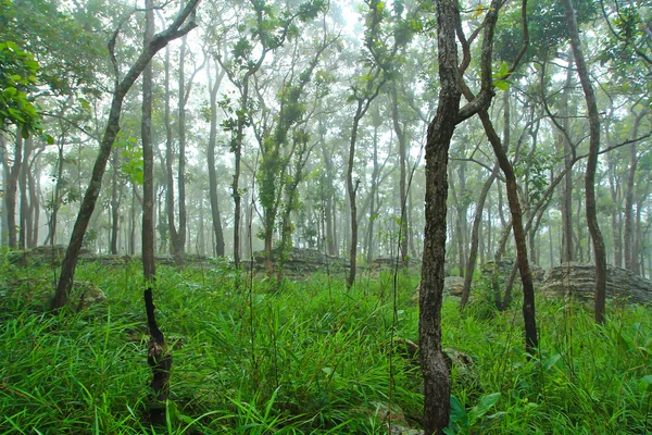 Hutan hujan — Stok Foto