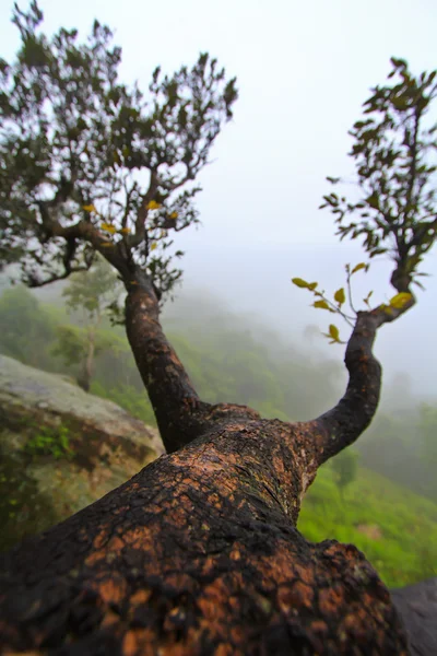 Parque Nacional —  Fotos de Stock