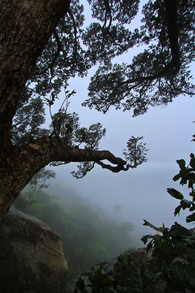 Parque Nacional — Foto de Stock