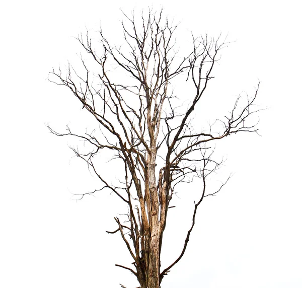 Toter Baum — Stockfoto