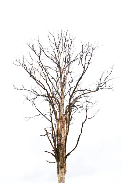 Toter Baum — Stockfoto