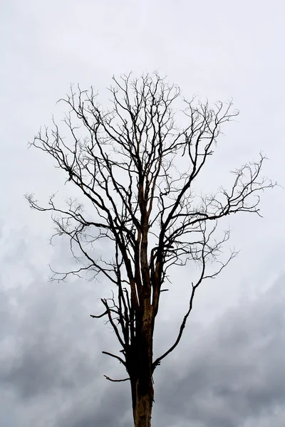 Albero morto — Foto Stock