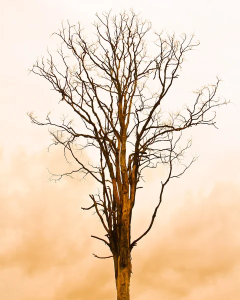 Albero morto — Foto Stock