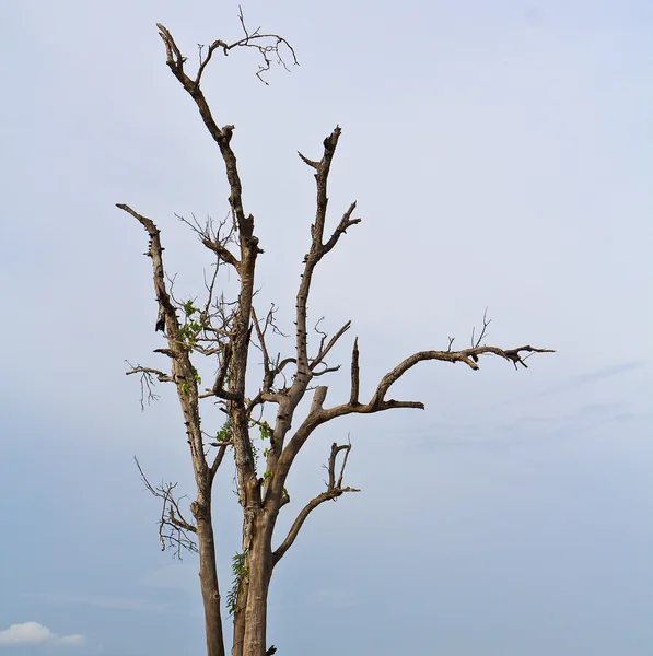 Albero morto — Foto Stock