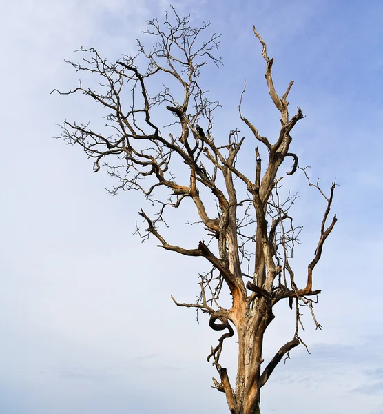 Dead tree — Stock Photo, Image