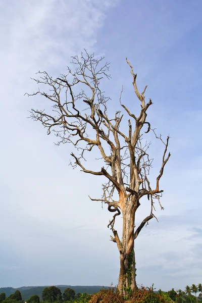 Мертвое дерево — стоковое фото