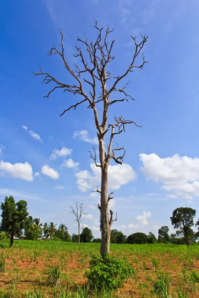 Toter Baum — Stockfoto