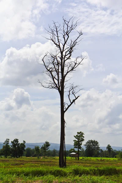 Toter Baum — Stockfoto