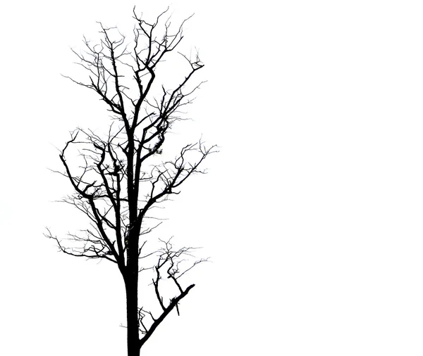 Albero morto — Foto Stock