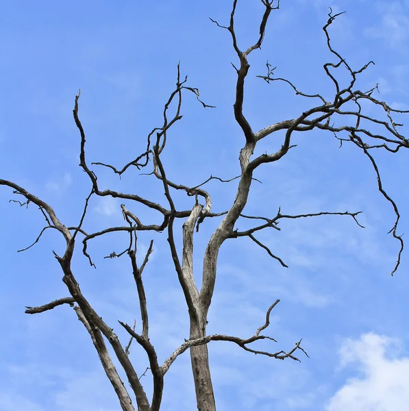 Albero morto — Foto Stock