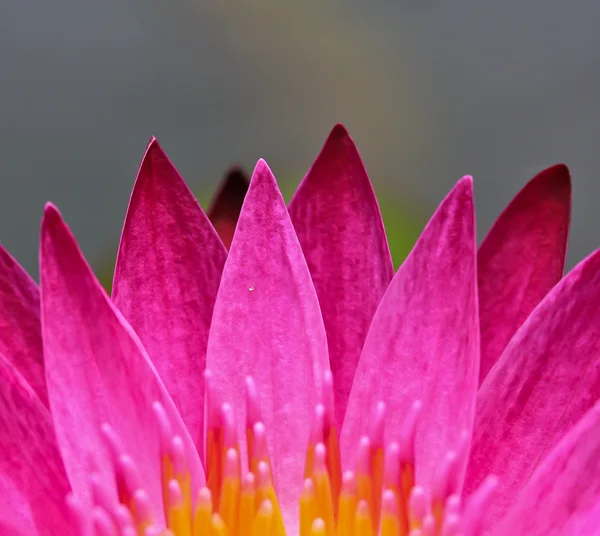 Vackra lotus — Stockfoto