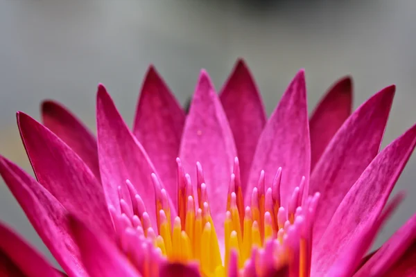 Beautiful lotus — Stock Photo, Image