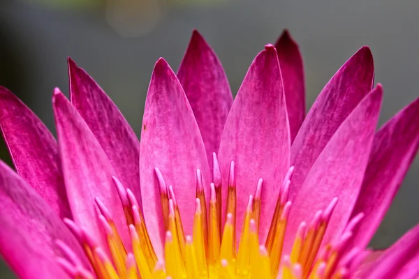 Vackra lotus — Stockfoto