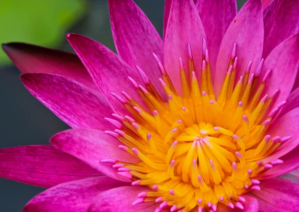 Prachtige lotus — Stockfoto